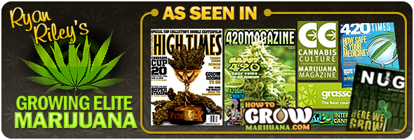how much yield can I produce growing